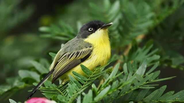 Common Tody-flycatcher - Todirostrum cinereum small black and yellow passerine bird near its nest, tyrant flycatcher family building the nest, Mexico to northwestern Peru, Bolivia and southern Brazil.