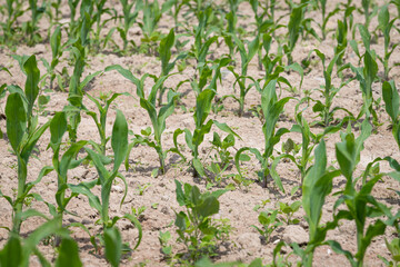 Młoda kukurydza. Pola uprawne w Polsce. © PhotoHunter