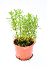 Selective focus freshness rosemary herbe growth in plastic brown pot on white background.