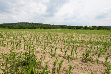 Fototapeta na wymiar Pola dojrzewającej kukurydzy 
