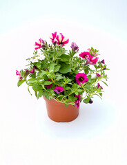 Top view beautiful mix flowers pink -white stripe of petunia,colorful petunia and 
 white verbena grandiflora flower in green leaves growing and blooming on white background.