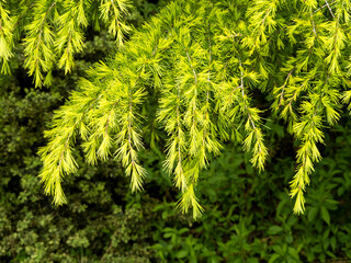 New spring growth on a cedar tree