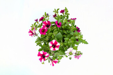 Top view beautiful mix flowers pink -white stripe of petunia,colorful petunia and 
 white verbena grandiflora flower in green leaves growing and blooming on white background.