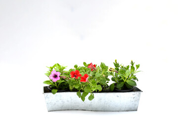 Fototapeta na wymiar Top view beautiful colorful petunia grandiflora flower in red-pink-yellow petals with green leaves growing in metal argent pot on white background isolated . idea plant for balcony in summer season.
