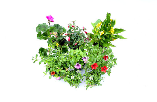 Top view mix corlors flowers petunia  ,verbena, Chinese wool and geranium flowers in plastic black square tray on white  background .Idea plant for bacolny or flower garden concept.