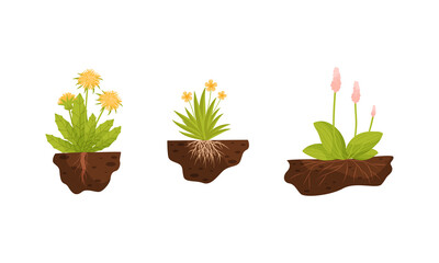 Plant Growing with Roots in Soil Vector Set