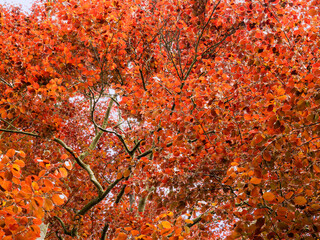 Orange leaves on a copper beech tree seen from below