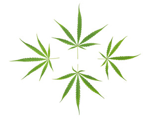 Green cannabis sativa leaves isolated on white background.