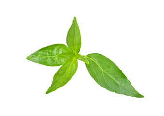 Andrographis paniculata isolated on a white background