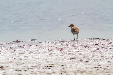 干潮時に光る海を背景に干潟を歩くダイゼン