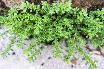 Fototapeta na wymiar Green moss on the wall