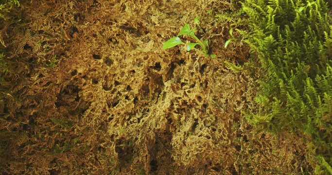 The moss encrusted by calcite of tufa on Plitvice Lakes