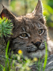 Lynx in green forest with tree trunk. Wildlife scene from nature. Playing Eurasian lynx, animal behaviour in habitat. Wild cat from Germany. Wild Bobcat between the trees