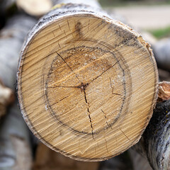 sawn wood, aspen