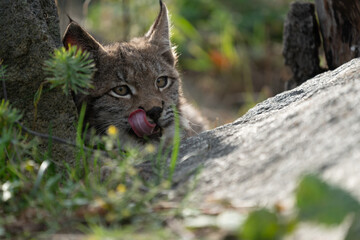 Obraz premium Lynx in green forest with tree trunk. Wildlife scene from nature. Playing Eurasian lynx, animal behaviour in habitat. Wild cat from Germany. Wild Bobcat between the trees