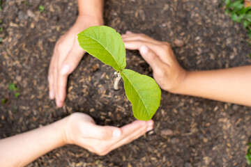Three hands are planting young seedlings on fertile ground, taking care of growing plants. World environment day concept, protecting nature