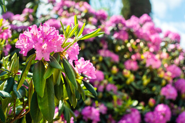Beautiful blooming pink Azalea - flowering shrubs in the genus Rhododendron. Pink, summer flower background. gardening.