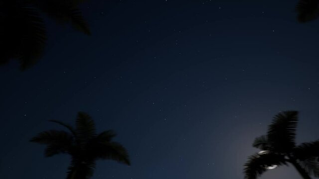 Night palm trees Moon Landscape island Vacation travel Tropical Nature Blue starry sky 4k