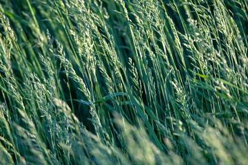 green grass background