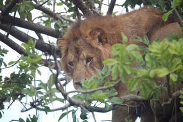 lion sitting in a tree in taronga zoo