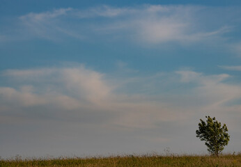 Fototapeta premium tree on a field