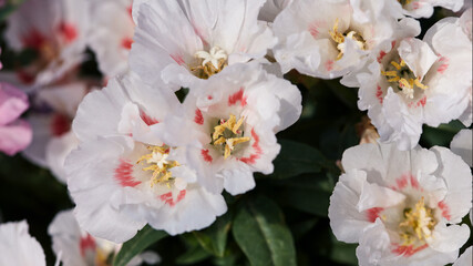 panoramic floral banner. beautiful colorful flowers and green leaves on a flower bed in a summer garden. white red flowers close-up on a blurred background