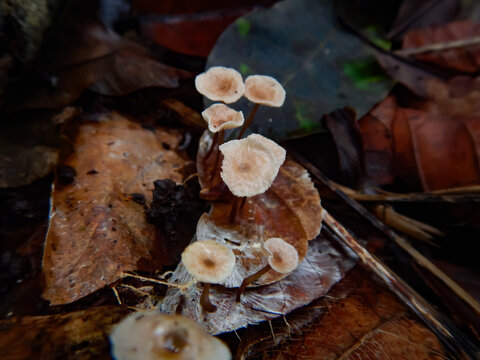mushrooms growing on decomposing leaves ,collybia cirrhuta fungi