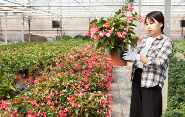 Confident chinese female on plantation of begonia in her greenhouse. High quality photo