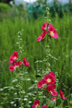 コケコッコ花 の画像 36 件の Stock 写真 ベクターおよびビデオ Adobe Stock