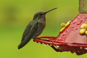 Closeup of a female Rufous hummingbird, Selasphorus rufus , sitting on the feeder in Northern Oregon