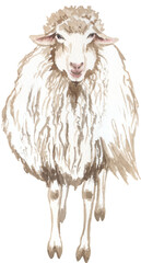 Watercolor drawing of a sheep. Perfect for printing, web, textile design, souvenir products.