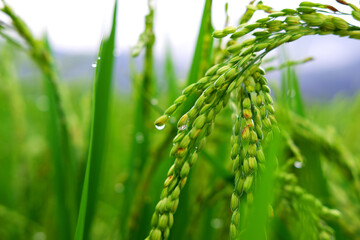Ears of rice close-up in green rice field background, during the growing season.