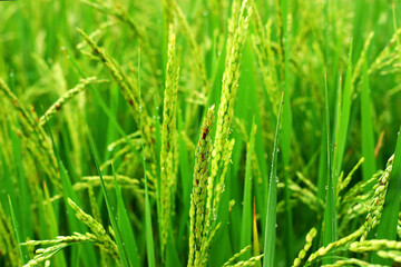 Fototapeta na wymiar Ears of rice close-up in green rice field background, during the growing season.