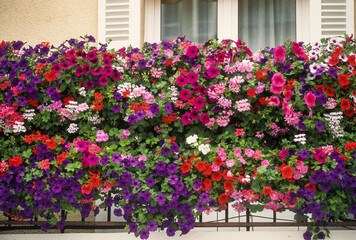 Balcon fleuri, Pétunia, géranium