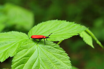 A red insect perched on a leaf on a sunny spring day.