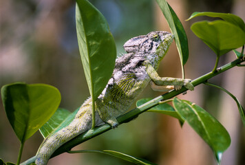 Cameleon d'Oustalet, male, Fucifer oustaleti, Madagascar