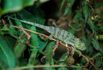 Caméléon  glocifer, calumma glocifer, Madagascar