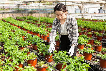 Skilled florist woman engaged in cultivation of plants of mint in greenhouse. High quality photo