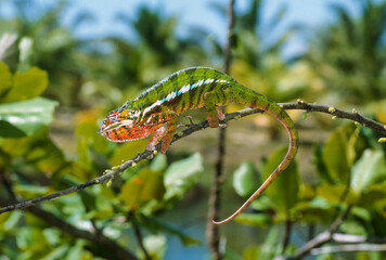 Cameleon panthere, male, furcifer pardalis, Madagascar