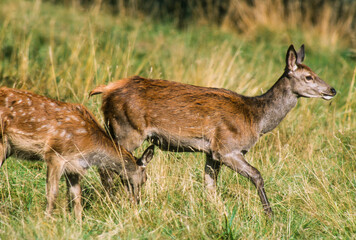 Cerf élaphe, biche, faon, cervus elaphus