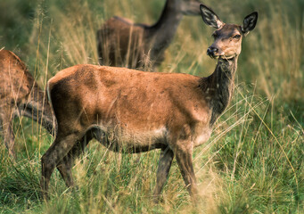 Cerf élaphe, biche, cervus elaphus