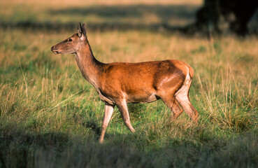 Cerf élaphe, biche, cervus elaphus
