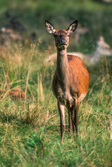 Cerf élaphe, biche, cervus elaphus
