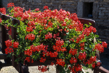 Géranium, géranium lierre, Pelargonium x peltatum 'Cocorico'