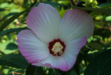Fototapeta premium Hibiscus des marais, Hibiscus palustris