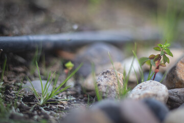 rocas en la naturaleza