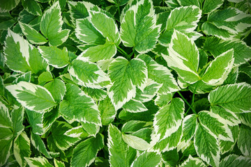 abstract green leaf texture, nature background, tropical leaf