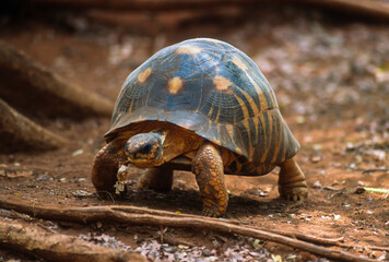 Tortue étoilée, Astrochelys radiata, Madagascar
