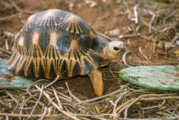 Tortue étoilée, Astrochelys radiata, Madagascar