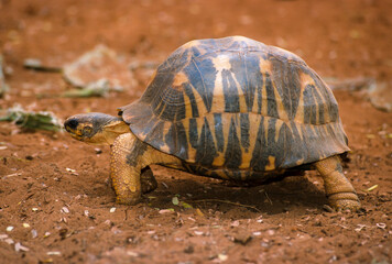Tortue étoilée, Astrochelys radiata, Madagascar